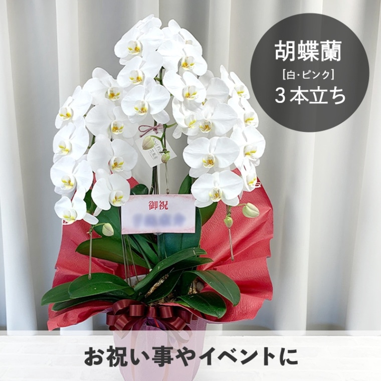 胡蝶蘭【白・ピンク】3本立ち [お届け可能エリア：豊橋市・浜松市]