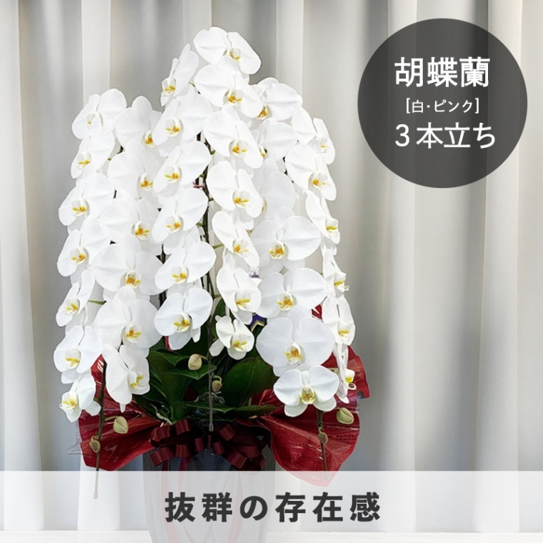 胡蝶蘭【白・ピンク】3本立ち [お届け可能エリア：豊橋市・浜松市]
