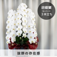 胡蝶蘭【白・ピンク】3本立ち [お届け可能エリア：豊橋市・浜松市]