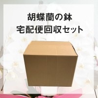 胡蝶蘭の鉢宅配回収セット
