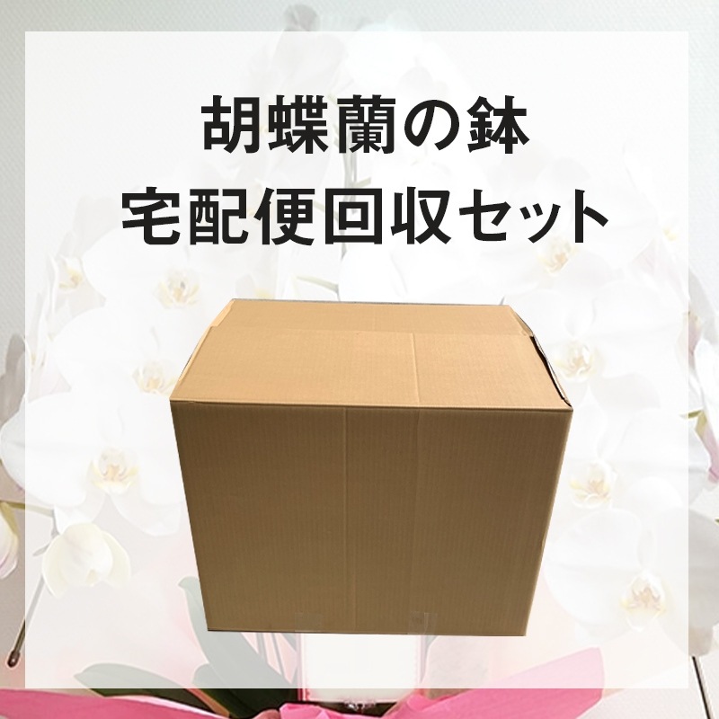 胡蝶蘭の鉢宅配回収セット
