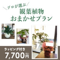 観葉植物おまかせプランS 【5号鉢～6号鉢】 [お届け可能エリア：豊橋市・浜松市]
