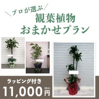 観葉植物おまかせプランM 【7号鉢～8号鉢】 [お届け可能エリア：豊橋市・浜松市]
