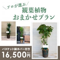 観葉植物おまかせプランL 【9号鉢～10号鉢】 [お届け可能エリア：豊橋市・浜松市]