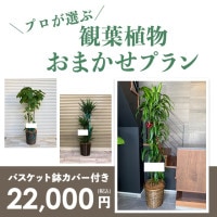 観葉植物おまかせプランLL 【10号鉢】 [お届け可能エリア：豊橋市・浜松市]