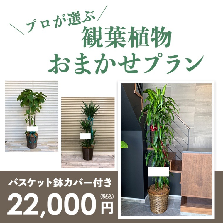 観葉植物おまかせプランLL 【10号鉢】 [お届け可能エリア：豊橋市・浜松市]