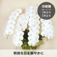 胡蝶蘭【白・ピンク】 [お届け可能エリア：豊橋市・浜松市]