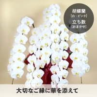 胡蝶蘭【白・ピンク】 [お届け可能エリア：豊橋市・浜松市]