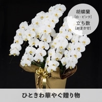 胡蝶蘭【白・ピンク】 [お届け可能エリア：豊橋市・浜松市]