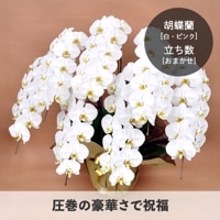 胡蝶蘭【白・ピンク】 [お届け可能エリア：豊橋市・浜松市]