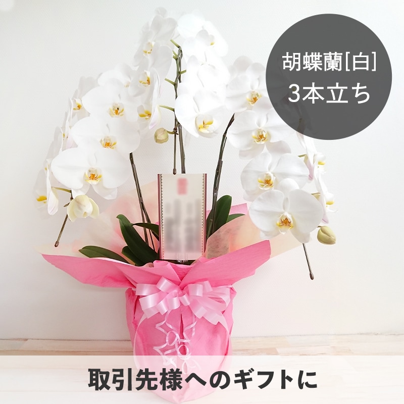胡蝶蘭【白】3本立ち [お届け可能エリア：豊橋市・浜松市]