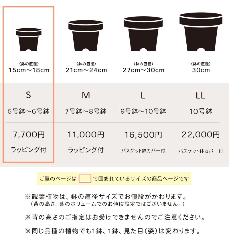 観葉植物おまかせプランS 【5号鉢～6号鉢】 [お届け可能エリア：豊橋市・浜松市]
