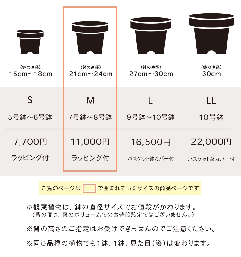 観葉植物おまかせプランM 【7号鉢～8号鉢】 [お届け可能エリア：豊橋市・浜松市]