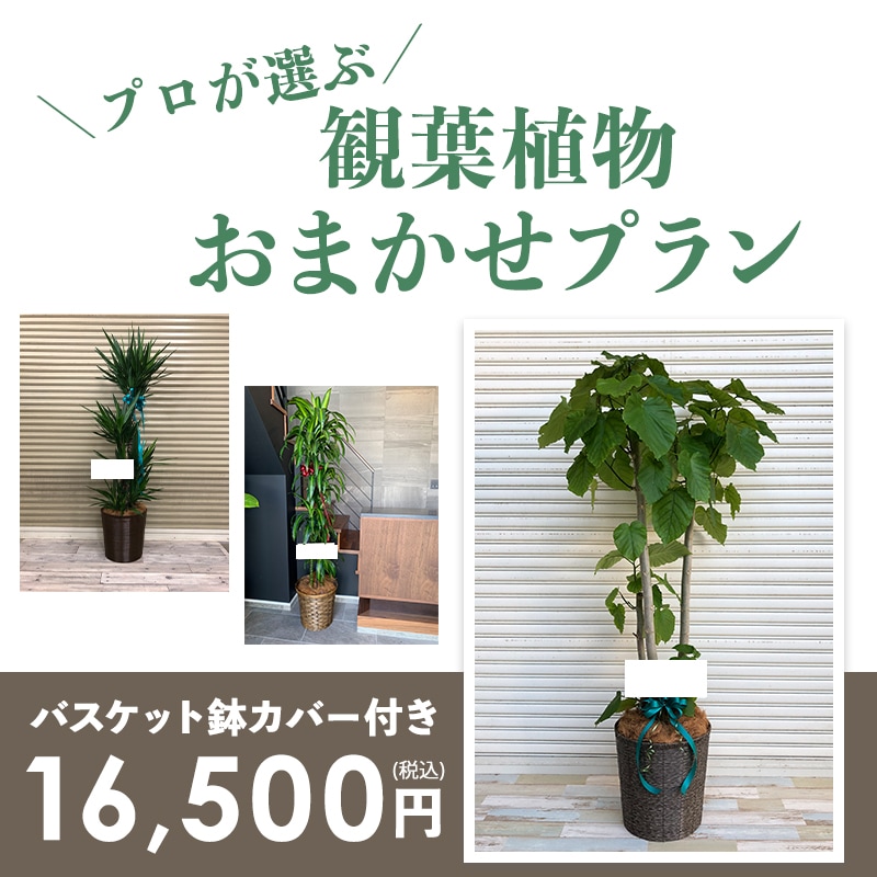 観葉植物おまかせプランL 【9号鉢～10号鉢】 [お届け可能エリア：豊橋市・浜松市]
