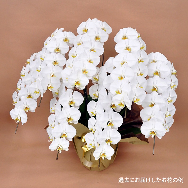 胡蝶蘭【白・ピンク】 [お届け可能エリア：豊橋市・浜松市]