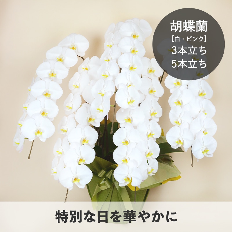 胡蝶蘭【白・ピンク】 [お届け可能エリア：豊橋市・浜松市]