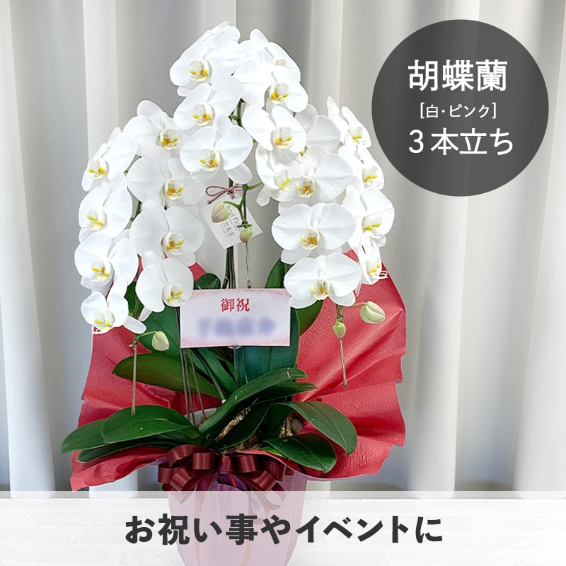 胡蝶蘭【白・ピンク】3本立ち [お届け可能エリア：豊橋市・浜松市]