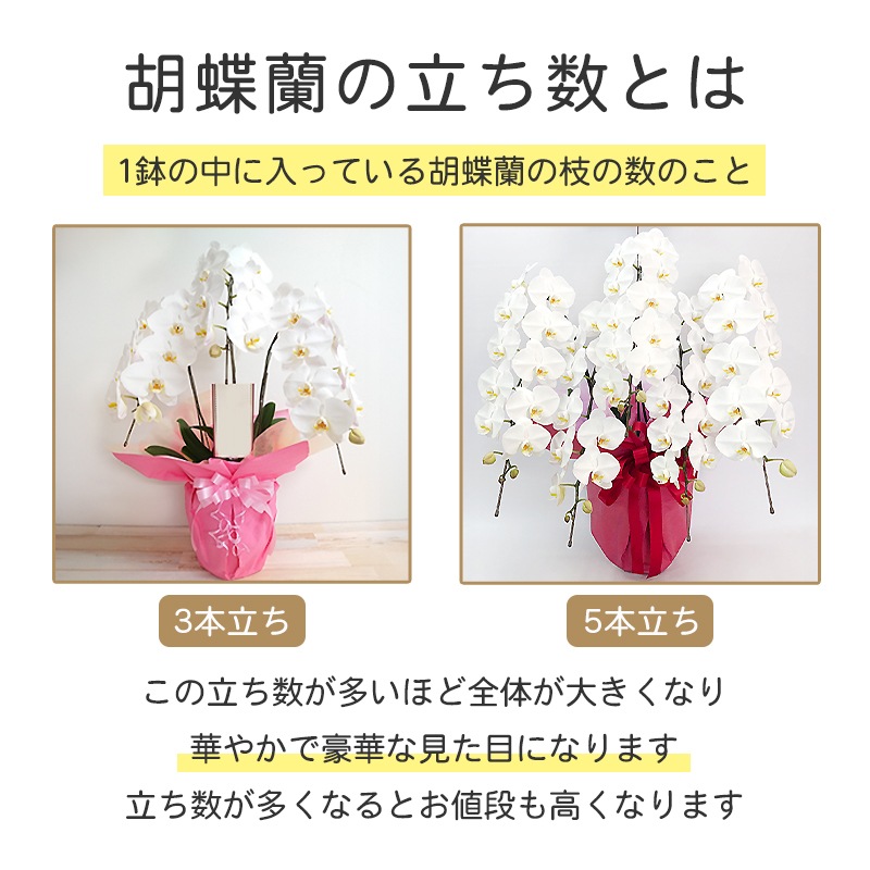 胡蝶蘭【白・ピンク】 [お届け可能エリア：豊橋市・浜松市]