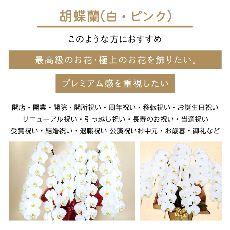 胡蝶蘭【白・ピンク】 [お届け可能エリア：豊橋市・浜松市]