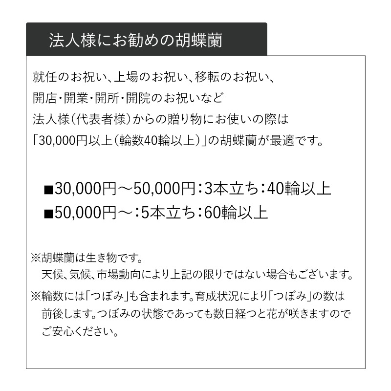 胡蝶蘭【白・ピンク】 [お届け可能エリア：豊橋市・浜松市]