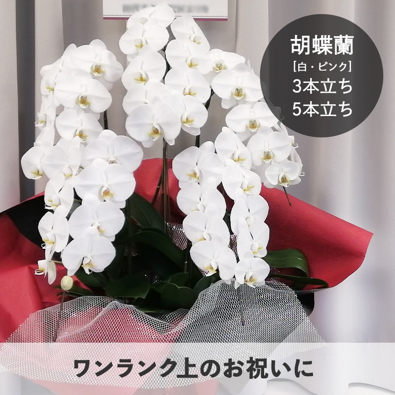 胡蝶蘭【白・ピンク】3本立ち・5本立ち [お届け可能エリア：豊橋市・浜松市]