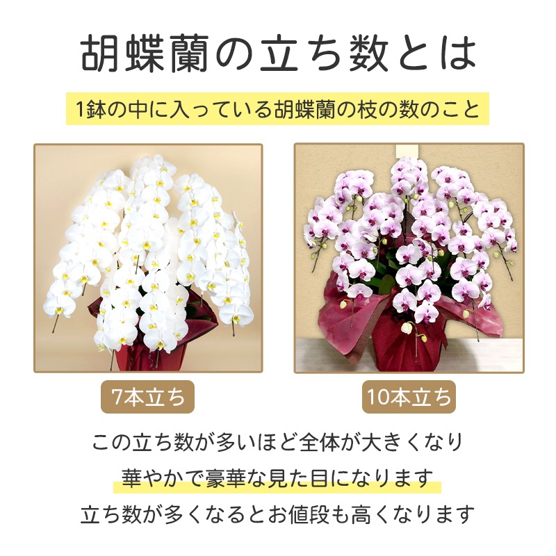 胡蝶蘭【白・ピンク】 [お届け可能エリア：豊橋市・浜松市]