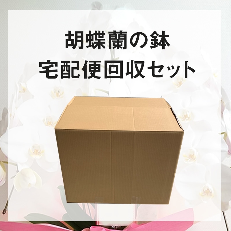 胡蝶蘭の鉢宅配回収セット
