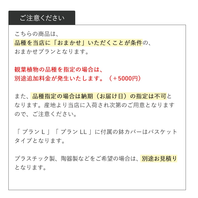 観葉植物おまかせプランS 【5号鉢～6号鉢】 [お届け可能エリア：豊橋市・浜松市]