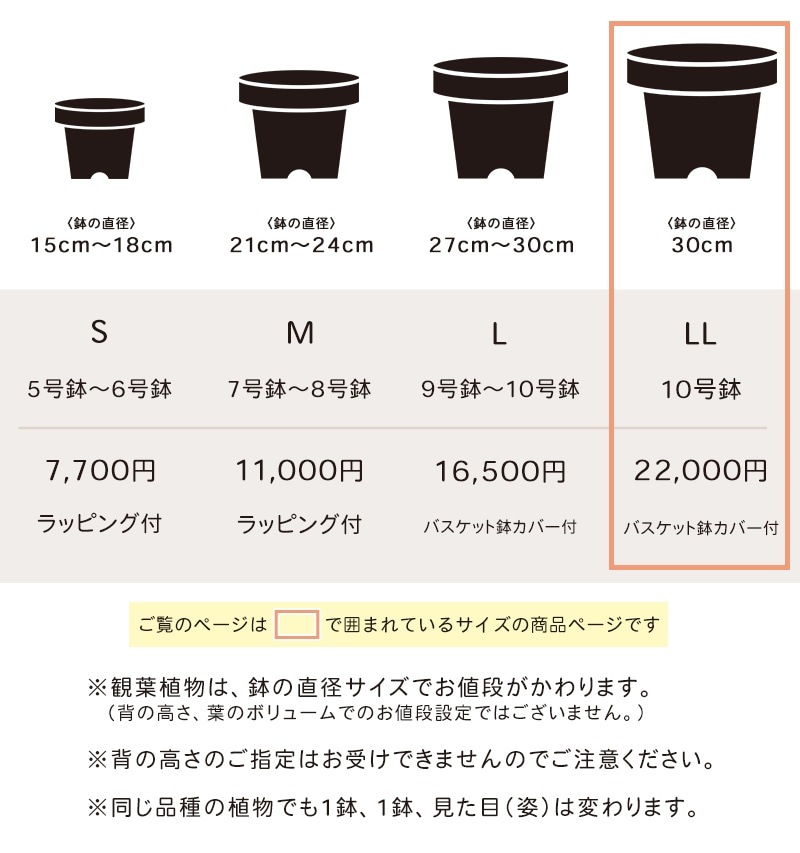 観葉植物おまかせプランLL 【10号鉢】 [お届け可能エリア：豊橋市・浜松市]