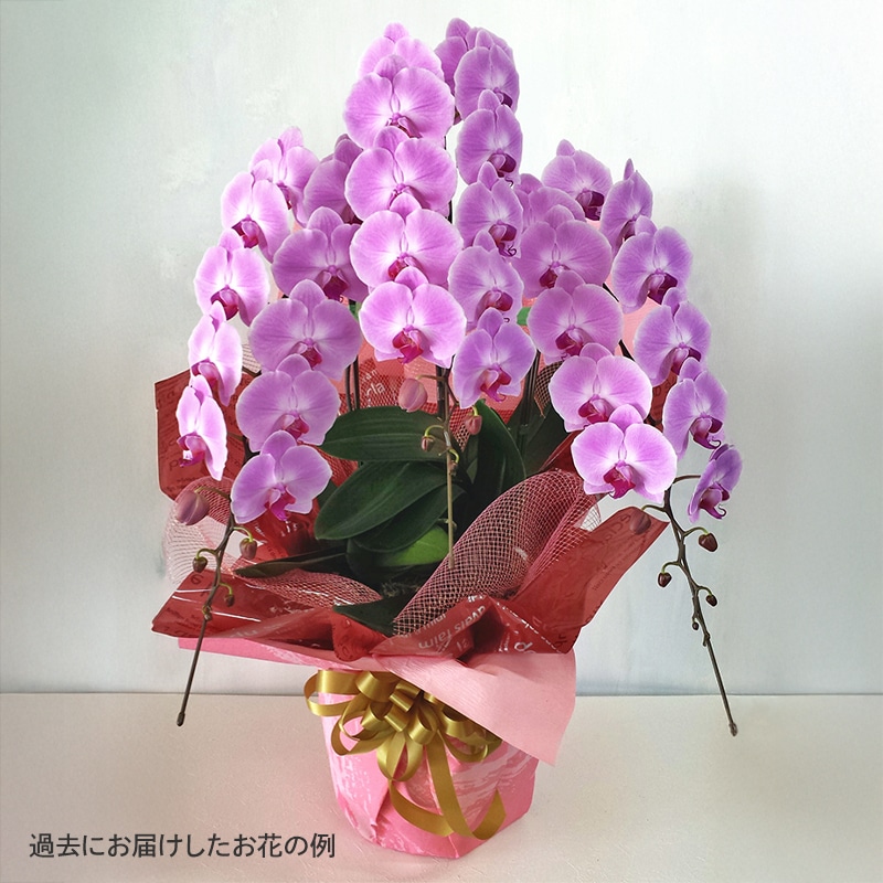 胡蝶蘭【白・ピンク】3本立ち [お届け可能エリア：豊橋市・浜松市]