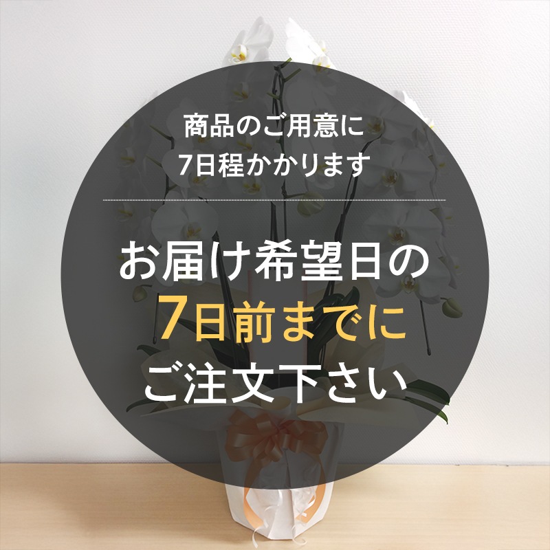 胡蝶蘭【白・ピンク】 [お届け可能エリア：豊橋市・浜松市]