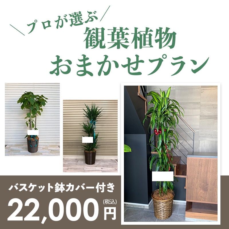 観葉植物おまかせプランLL 【10号鉢】 [お届け可能エリア：豊橋市・浜松市]