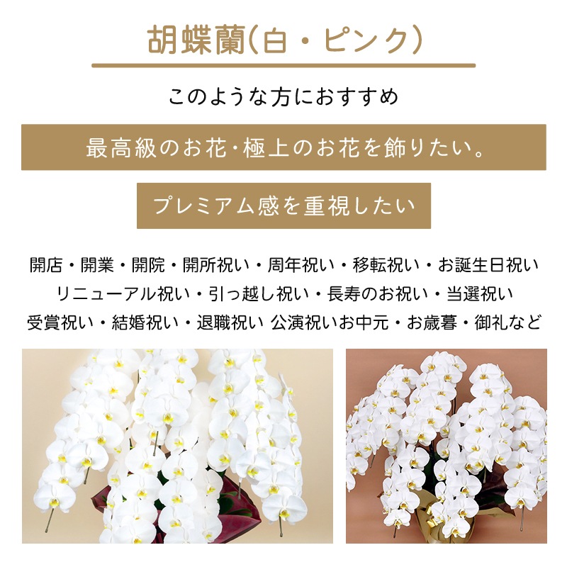 胡蝶蘭【白・ピンク】 [お届け可能エリア：豊橋市・浜松市]