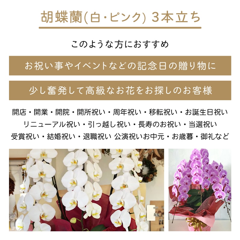 胡蝶蘭【白・ピンク】3本立ち [お届け可能エリア：豊橋市・浜松市]