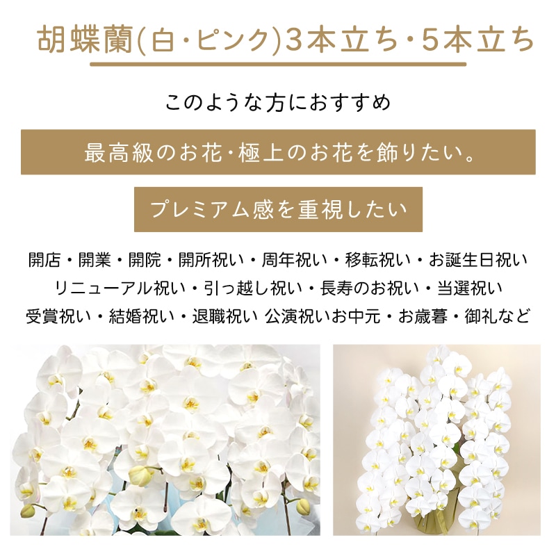 胡蝶蘭【白・ピンク】3本立ち・5本立ち [お届け可能エリア：豊橋市・浜松市]