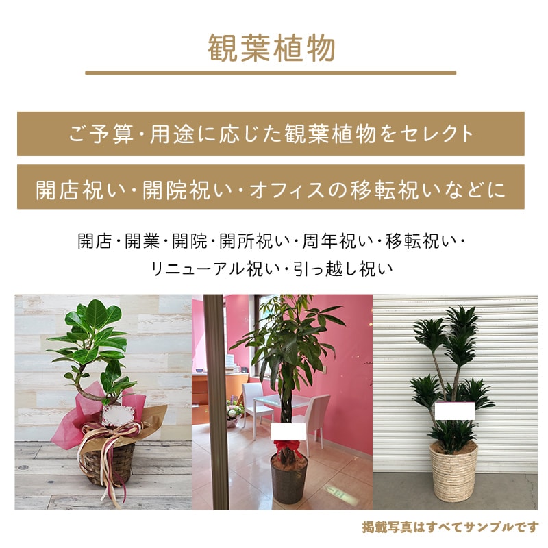 観葉植物おまかせプランS 【5号鉢～6号鉢】 [お届け可能エリア：豊橋市・浜松市]