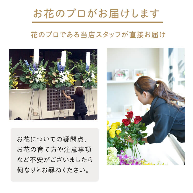 観葉植物おまかせプランS 【5号鉢～6号鉢】 [お届け可能エリア：豊橋市・浜松市]