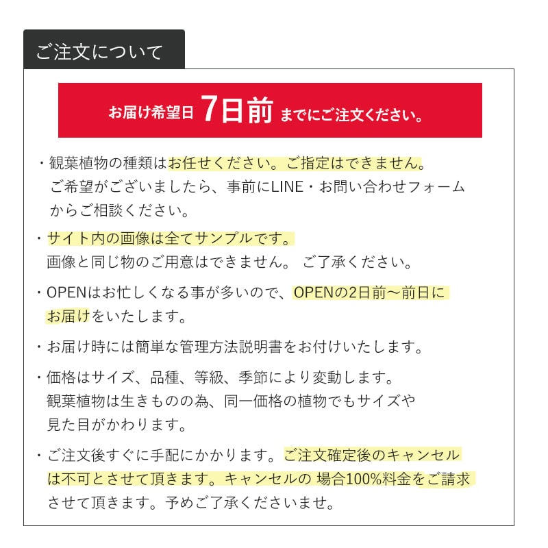 観葉植物おまかせプランS 【5号鉢～6号鉢】 [お届け可能エリア：豊橋市・浜松市]