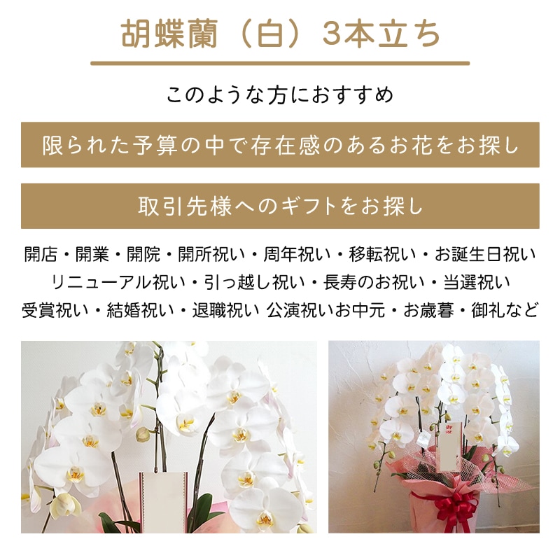 胡蝶蘭【白】3本立ち [お届け可能エリア：豊橋市・浜松市]