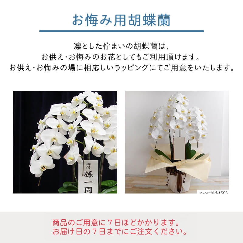 お供え・お悔み胡蝶蘭【白】3本立ち [お届け可能エリア：豊橋市・浜松市]