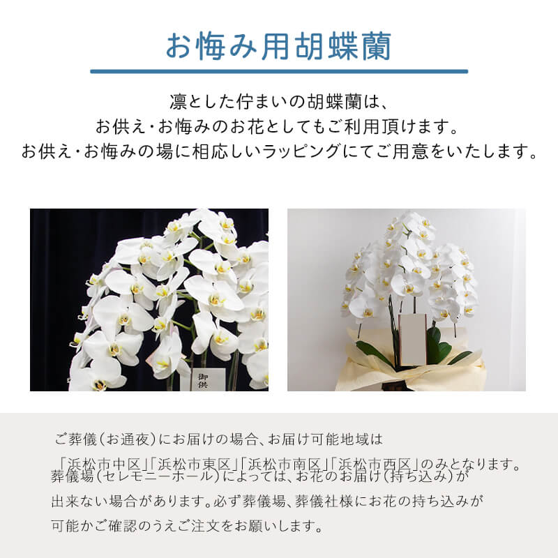 お供え・お悔み胡蝶蘭【白】[お届け可能エリア：豊橋市・浜松市]