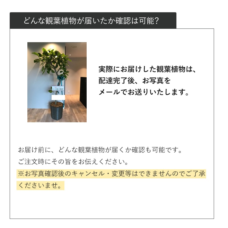 観葉植物おまかせプランS 【5号鉢～6号鉢】 [お届け可能エリア：豊橋市・浜松市]
