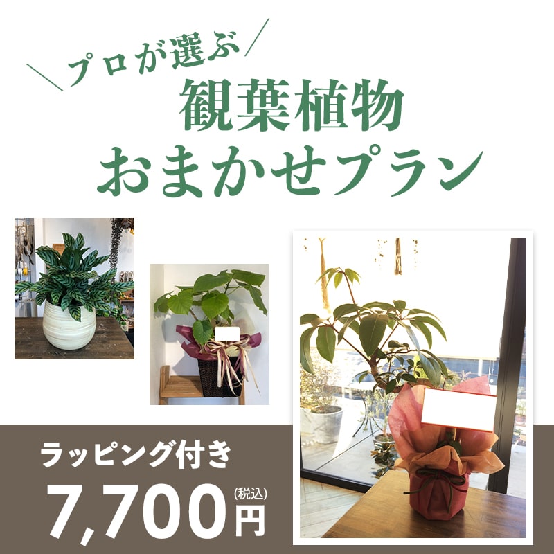 観葉植物おまかせプランS 【5号鉢～6号鉢】 [お届け可能エリア：豊橋市・浜松市]
