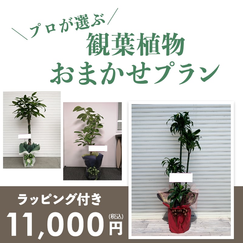 観葉植物おまかせプランM 【7号鉢～8号鉢】 [お届け可能エリア：豊橋市・浜松市]