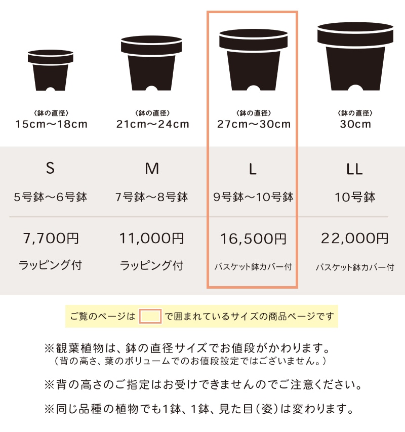観葉植物おまかせプランL 【9号鉢～10号鉢】 [お届け可能エリア：豊橋市・浜松市]