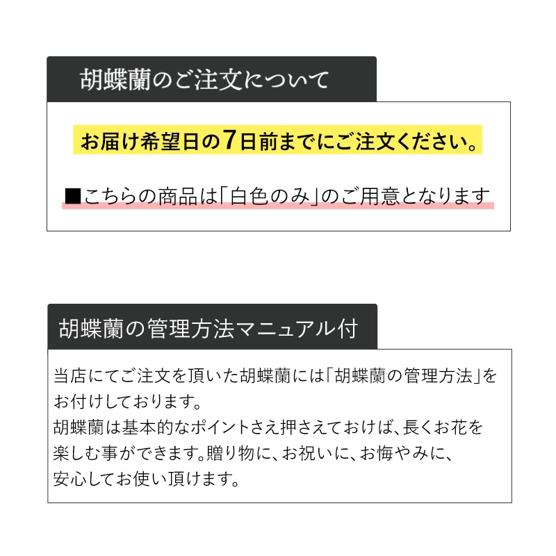 胡蝶蘭【白】3本立ち [お届け可能エリア：豊橋市・浜松市]