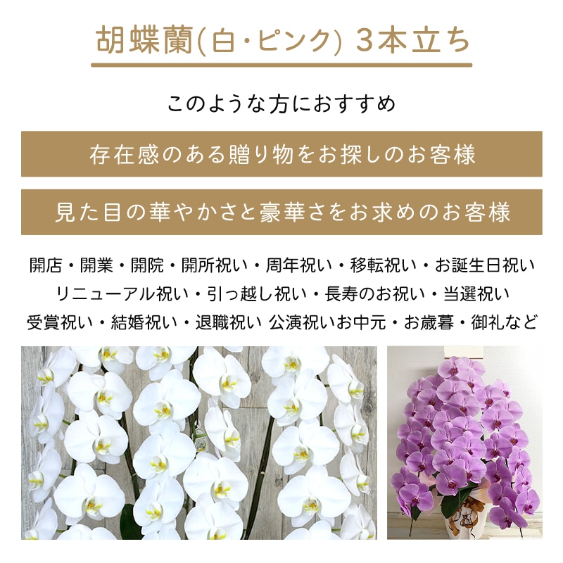 胡蝶蘭【白・ピンク】3本立ち [お届け可能エリア：豊橋市・浜松市]