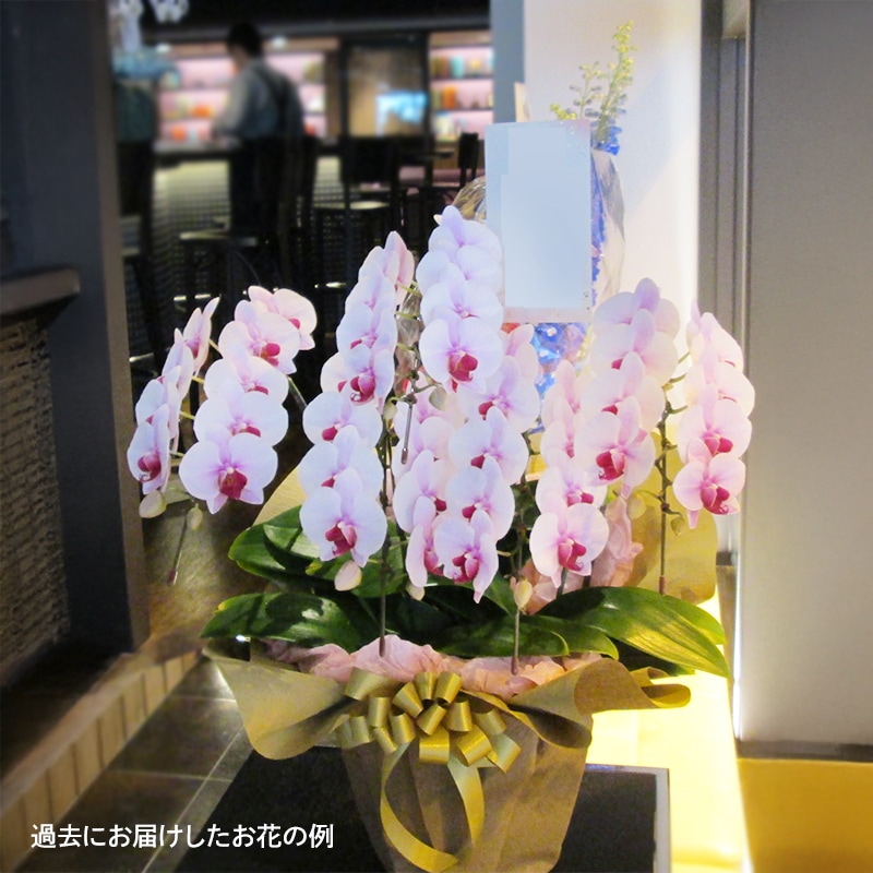胡蝶蘭【白・ピンク】3本立ち・5本立ち [お届け可能エリア：豊橋市・浜松市]