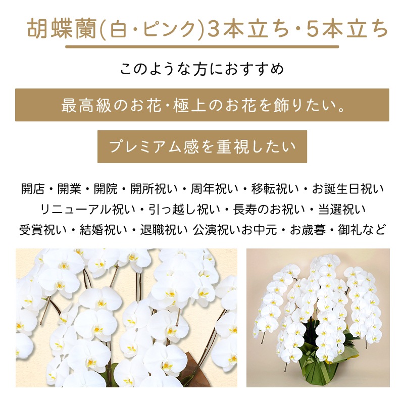 胡蝶蘭【白・ピンク】 [お届け可能エリア：豊橋市・浜松市]