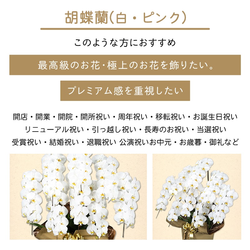 胡蝶蘭【白・ピンク】 [お届け可能エリア：豊橋市・浜松市]